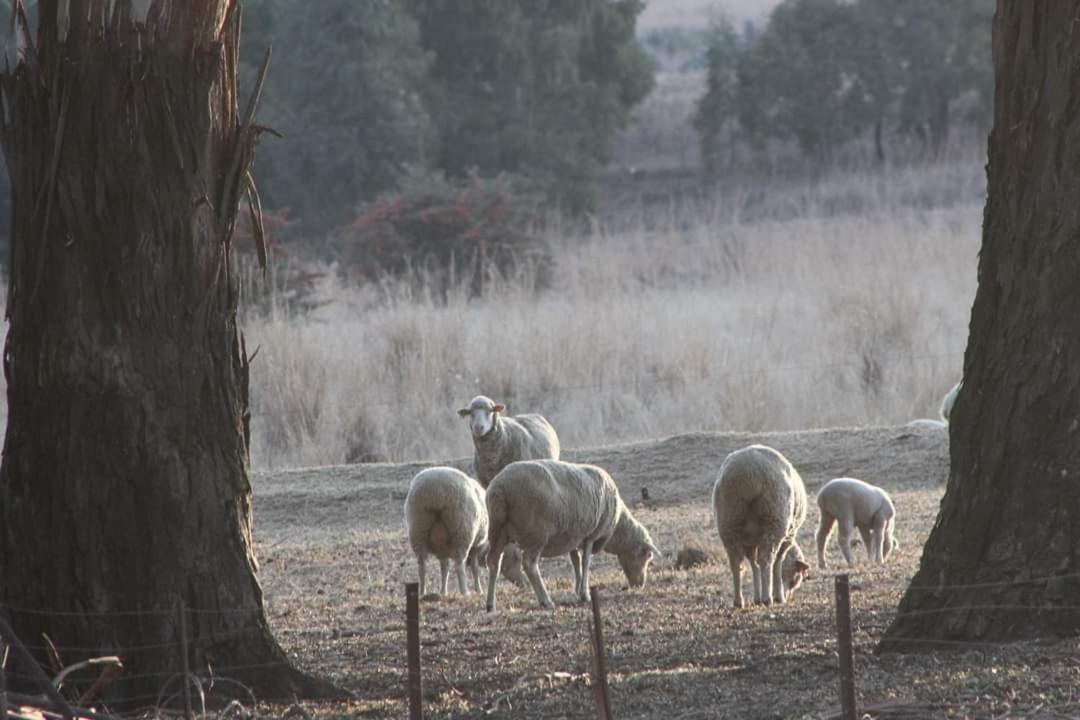 Forellenhof Guest Farm Wakkerstroom Bagian luar foto