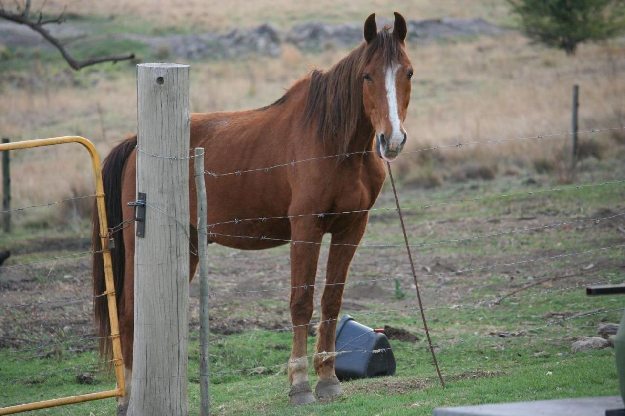 Forellenhof Guest Farm Wakkerstroom Bagian luar foto