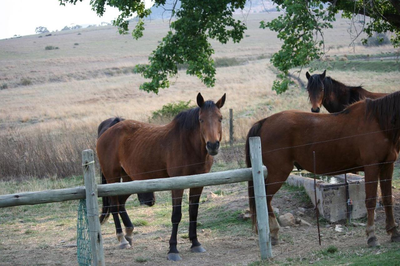 Forellenhof Guest Farm Wakkerstroom Bagian luar foto